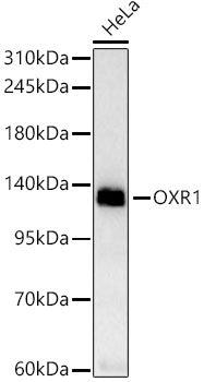 OXR1 Rabbit mAb