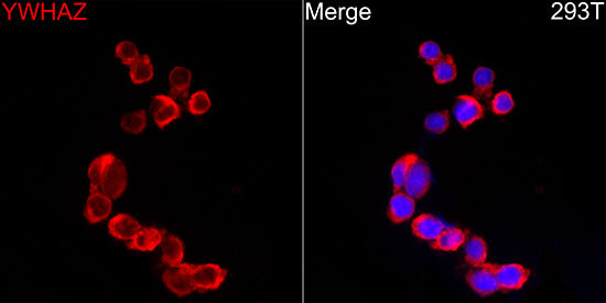 14-3-3 zeta/YWHAZ Rabbit mAb