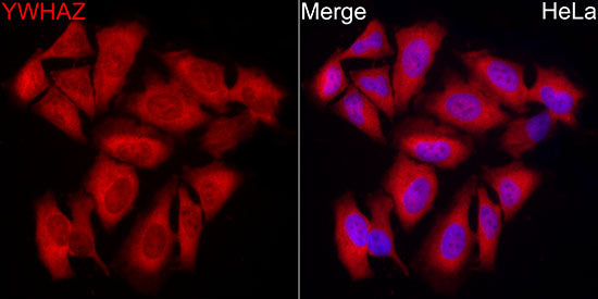 14-3-3 zeta/YWHAZ Rabbit mAb