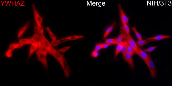 14-3-3 zeta/YWHAZ Rabbit mAb