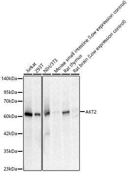 AKT2 Rabbit mAb