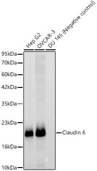 Claudin 6 Rabbit mAb