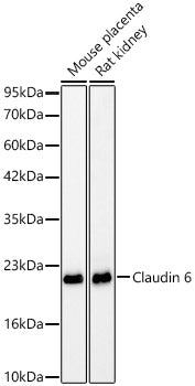 Claudin 6 Rabbit mAb