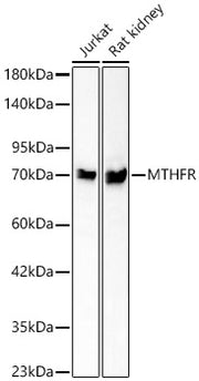 MTHFR Rabbit mAb