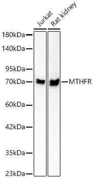 MTHFR Rabbit mAb