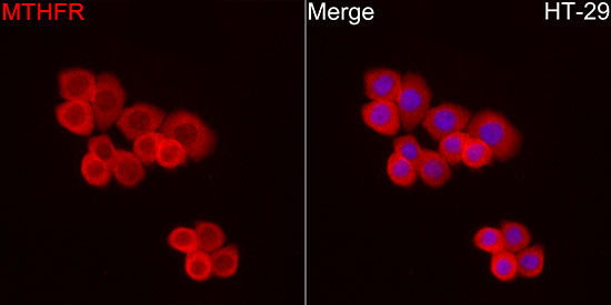 MTHFR Rabbit mAb