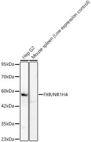 FXR/NR1H4 Rabbit mAb
