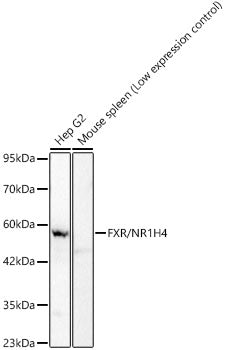FXR/NR1H4 Rabbit mAb