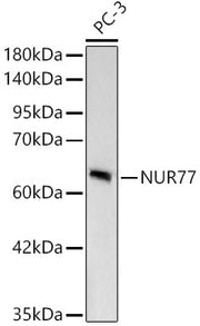 [KD Validated] NUR77 Rabbit mAb