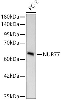 [KD Validated] NUR77 Rabbit mAb
