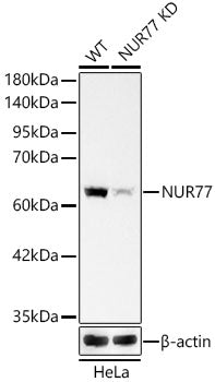[KD Validated] NUR77 Rabbit mAb