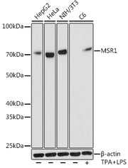 MSR1 Rabbit mAb
