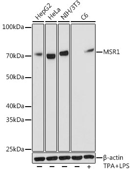 MSR1 Rabbit mAb
