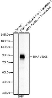 BRAF V600E Rabbit mAb