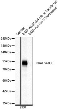 BRAF V600E Rabbit mAb