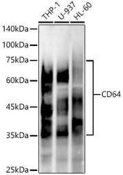 CD64 Rabbit mAb