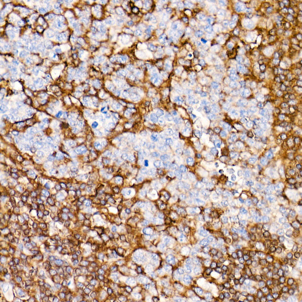 CD44 Rabbit mAb