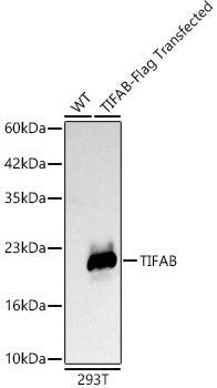[KD Validated] TIFAB Rabbit mAb