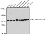 DNA Polymerase beta Rabbit mAb