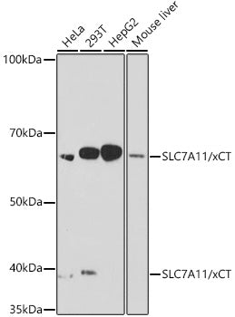 SLC7A11/xCT Rabbit mAb