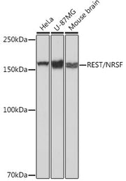 REST/NRSF Rabbit mAb
