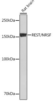 REST/NRSF Rabbit mAb