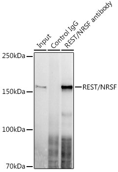 REST/NRSF Rabbit mAb
