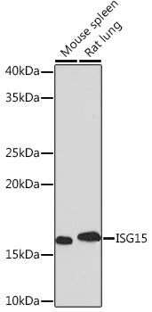 [KD Validated] ISG15 Rabbit mAb