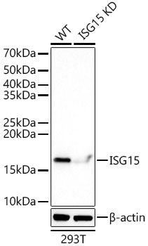 [KD Validated] ISG15 Rabbit mAb