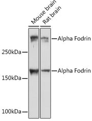 Alpha Fodrin Rabbit mAb