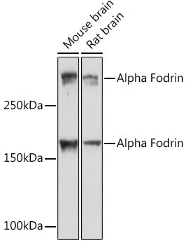Alpha Fodrin Rabbit mAb