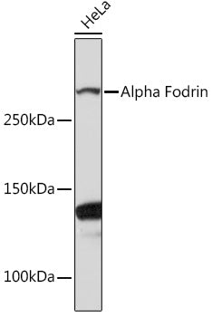 Alpha Fodrin Rabbit mAb