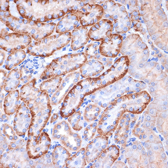 Alpha Fodrin Rabbit mAb