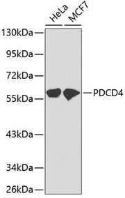 PDCD4 Rabbit pAb