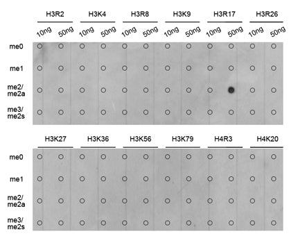 Asymmetric DiMethyl-Histone H3-R17 Rabbit pAb