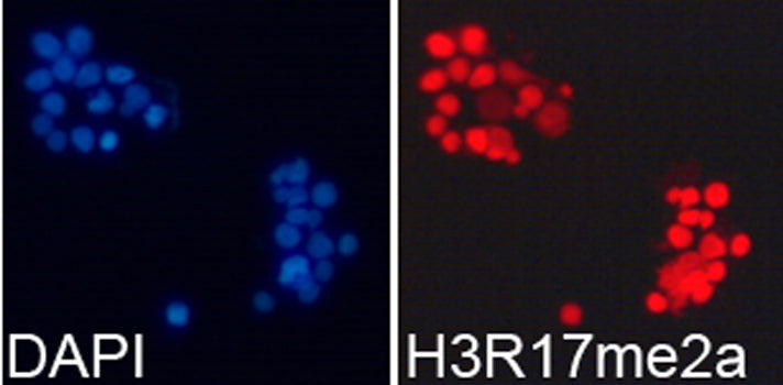 Asymmetric DiMethyl-Histone H3-R17 Rabbit pAb