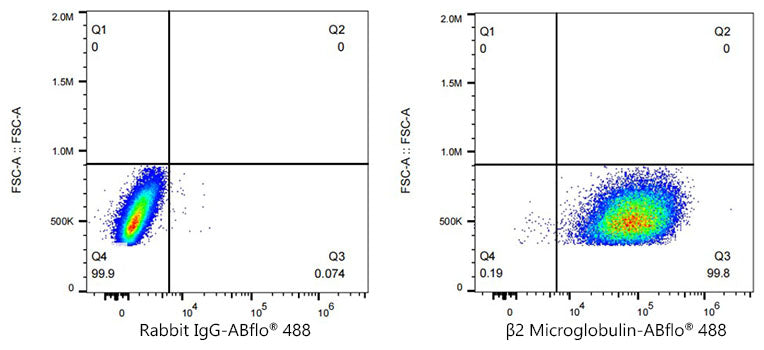 ABflo® 488 Rabbit anti-Human β2 Microglobulin mAb