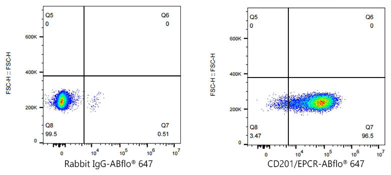 EPCR/CD201 Rabbit mAb