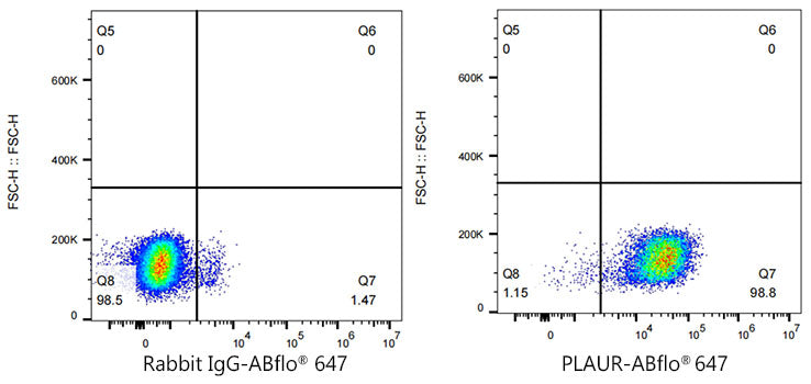 ABflo® 647 Rabbit anti-Human CD87/PLAUR mAb