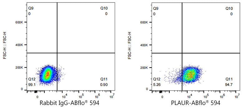 ABflo® 594 Rabbit anti-Human CD87/PLAUR mAb