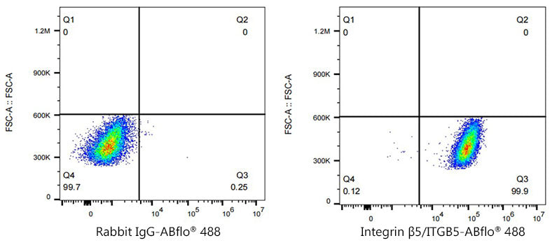 ABflo® 488 Rabbit anti-Human Integrin β5/ITGB5 mAb