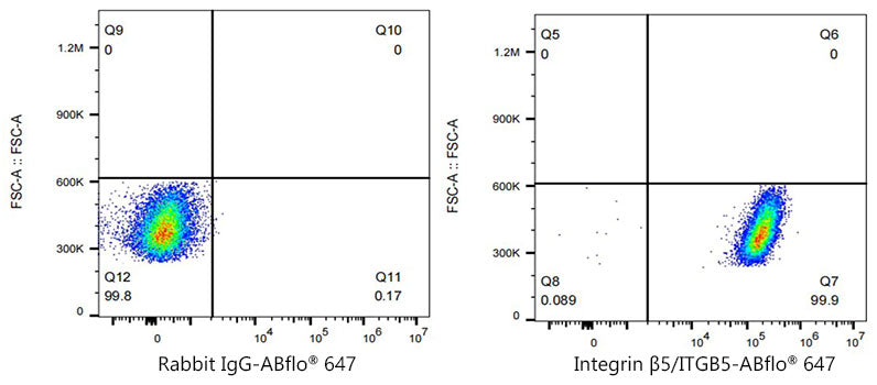 ABflo® 647 Rabbit anti-Human Integrin β5/ITGB5 mAb