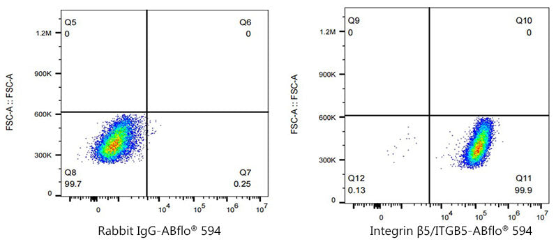 ABflo® 594 Rabbit anti-Human Integrin β5/ITGB5 mAb