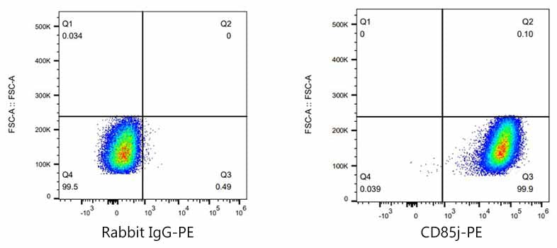 PE Rabbit anti-Human CD85j/ILT2 mAb