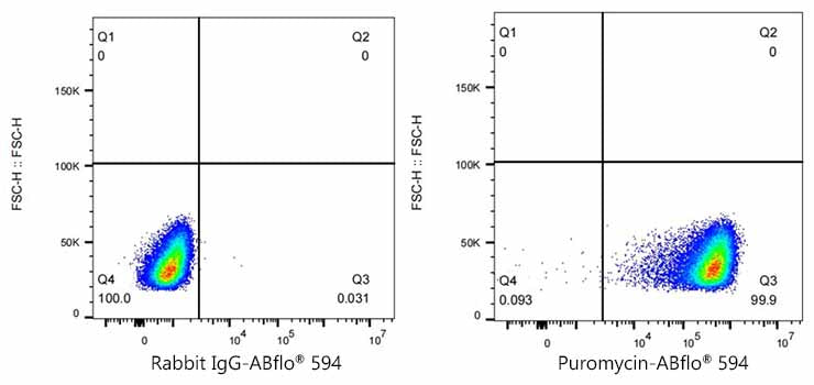 ABflo® 594 Rabbit anti-puromycin mAb