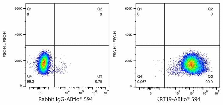 ABflo® 594 Rabbit anti-Human Cytokeratin 19 (KRT19) mAb