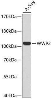 WWP2 Rabbit pAb