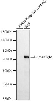 Human IgM (FC) Rabbit mAb