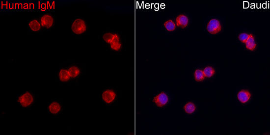 Human IgM (FC) Rabbit mAb