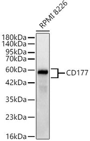 CD177 Rabbit mAb